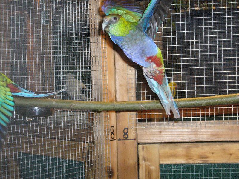 Ortsschau Langenberg 2008 242.jpg - Rotkappensittich von Norbert Entrup Preis al 96 SE